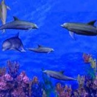 3D Dolphin Reef screenshot